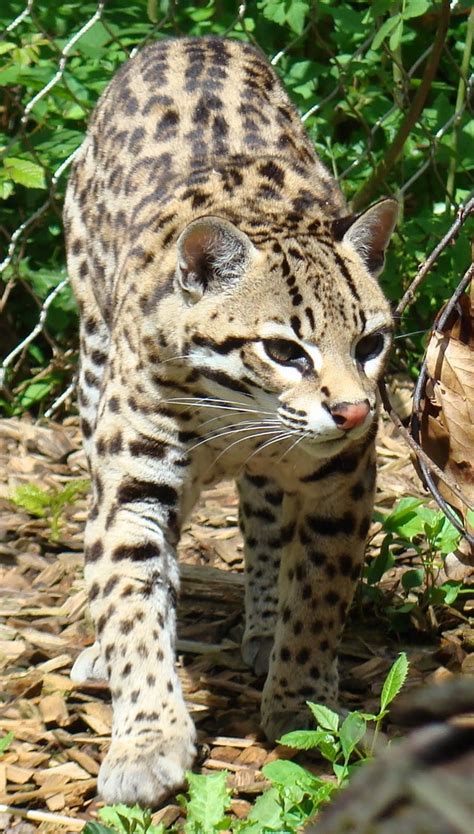 137 best images about *** OCELOT + MARGAY *** on Pinterest | Terry o'quinn, Pets and Rainforests