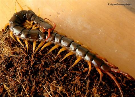 Scolopendra subspinipes | Arachnoboards