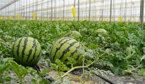 Watermelon plants might take between 70-100 to harvest.