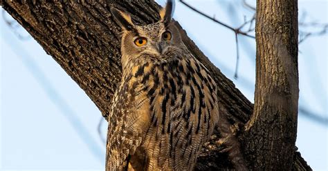 Flaco the Escaped Central Park Zoo Owl Will Remain Free