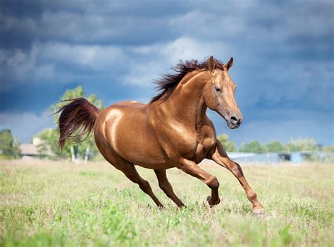 Golden Chestnut Don Horse Runs Free In The Field Stock Photo - Download Image Now - iStock