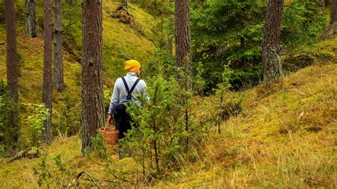 Do I Need a Permit for Mushroom Hunting? - A-Z Animals