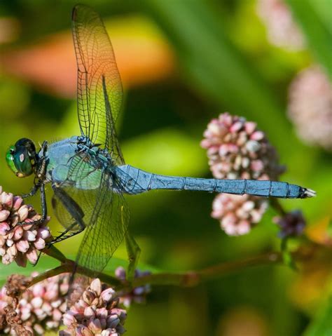 21 Types of Dragonflies Found in Tennessee (2024) - Bird Watching HQ