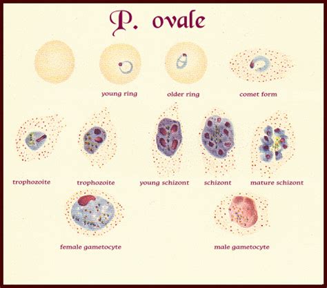 K: Protista P: Apicomplexa G: Plasmodium non-motile- no flagellum or cilia, pathogenic, parasiti ...