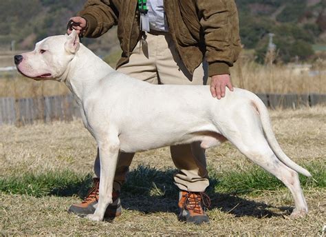 Dogo Argentino Hunting Boar