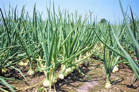 Fertilizer Management for Onion: NPK Ratio, and Micronutrients