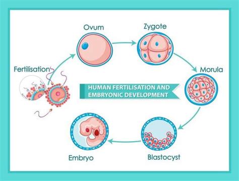 Zygote Vector Art, Icons, and Graphics for Free Download