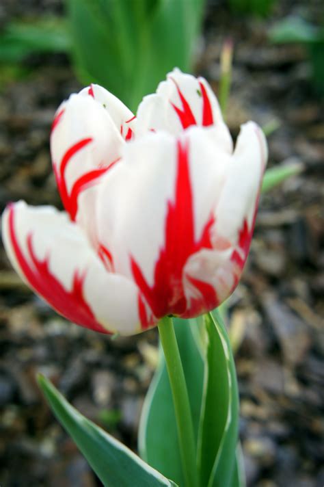 Red and White Tulip | White tulips, All flowers, Red and white