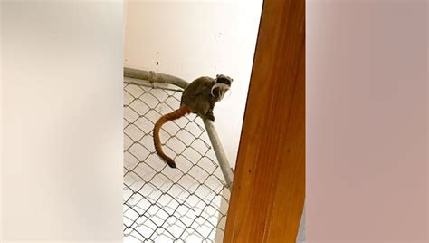 Missing Dallas Zoo monkeys found in abandoned Lancaster home | FOX 4 ...