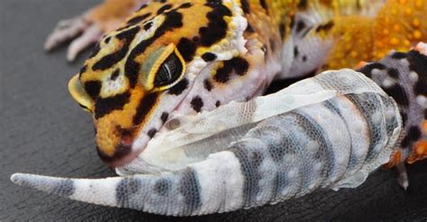 What Do Geckos Eat? 12 Foods in their Diet! - A-Z Animals