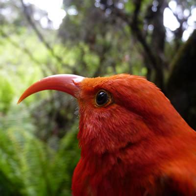 Maui Forest Bird Recovery Project – Put Extinction in the Past