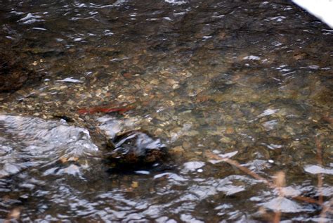 Brown Trout: The Wild Spawn Is On - Fly Fisherman