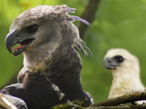 Meet the Harpy Eagle — Which Has a Wingspan Size That's Huge | Always Pets