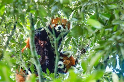 Two 100-day-old red panda cubs make an appearance to celebrate National Day