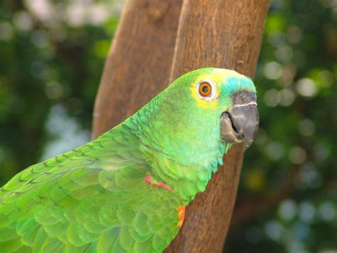 Parrot Tropical Bird · Free photo on Pixabay