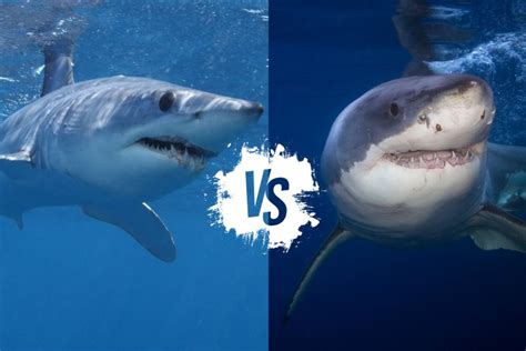 Mako Shark vs Great White: Apex Predators Compared – Ocean Action Hub