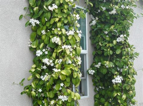 Stephanotis 'Madagascar Jasmine' 7" Pot - Hello Hello Plants