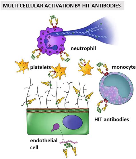 Heparin Mechanism Of Action Ppt