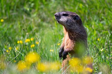 Woodchuck Vs. Groundhog: A Single Species