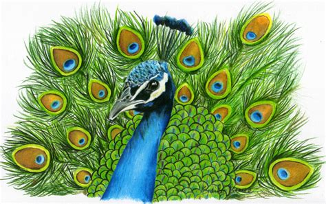 Peacock Images Drawing at GetDrawings | Free download