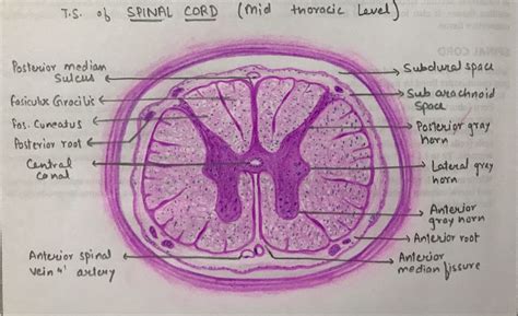 Cross Section Of The Spinal Cord Medical Images For P - vrogue.co