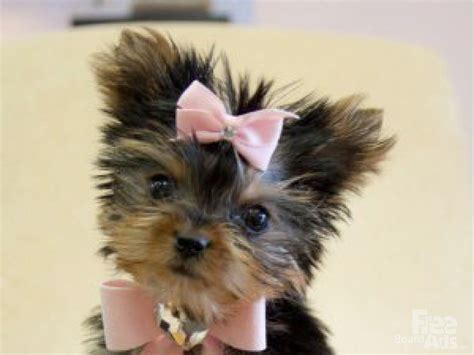 Yorkies puppies for free adoption