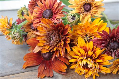 Rudbeckia hirta: A Love Letter - Folk Art Flowers