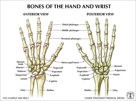 Bones of the hand and forearm | Anatomy bones, Hand bone anatomy, Medical anatomy
