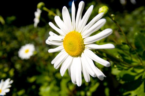 Montauk Daisies: How to Grow a Late-Blooming Standout