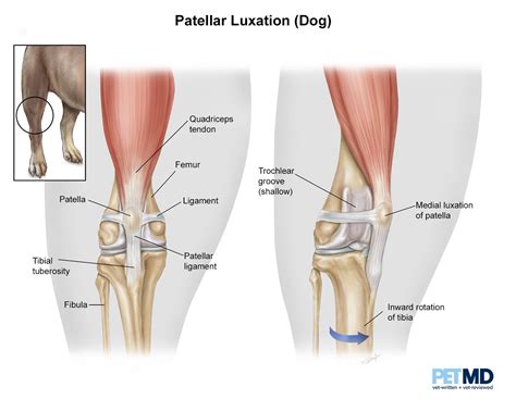 Luxating Patella in Dogs (Knee Dislocation): Symptoms, Causes, Treatment, and FAQs | PetMD