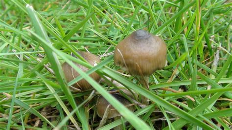 Psilocybe baeocystis Thread 2015 - Mushroom Hunting and Identification - Shroomery Message Board