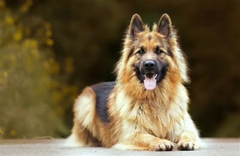 Benji Dog Breed Demystified: What Makes Them So Special?