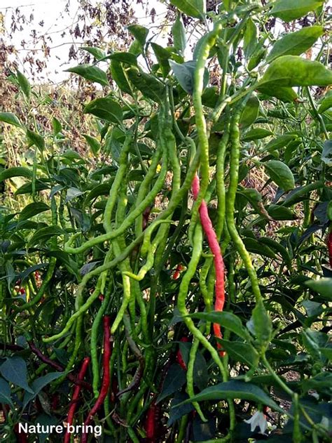 Growing Chili pepper | Hot Pepper in container | Chilli plant - Naturebring