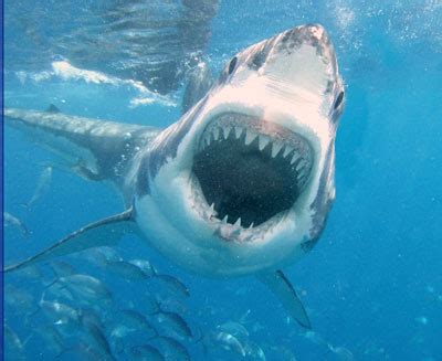 Interesting Facts about Sharks | RedGage