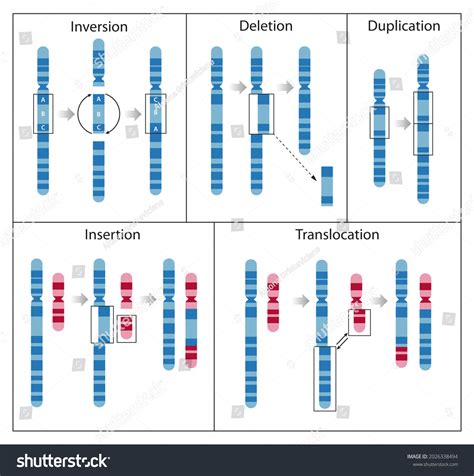 Chromosome Mutation Process Change That Results Stock Illustration 2026338494 | Shutterstock