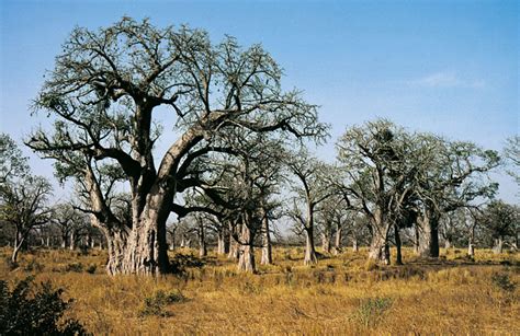 Baobab | tree, Adansonia digitata | Britannica