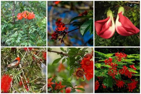 8 Beautiful Red Flowering Trees in Florida (Grow or Admire)