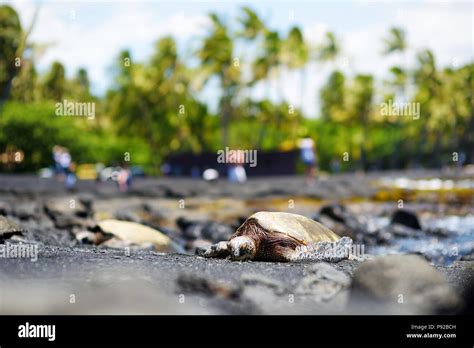 Hawaiian green turtles relaxing at Punaluu Black Sand Beach on the Big ...