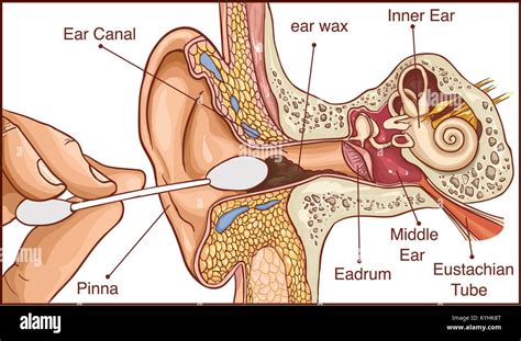 Eustachian tube hi-res stock photography and images - Alamy