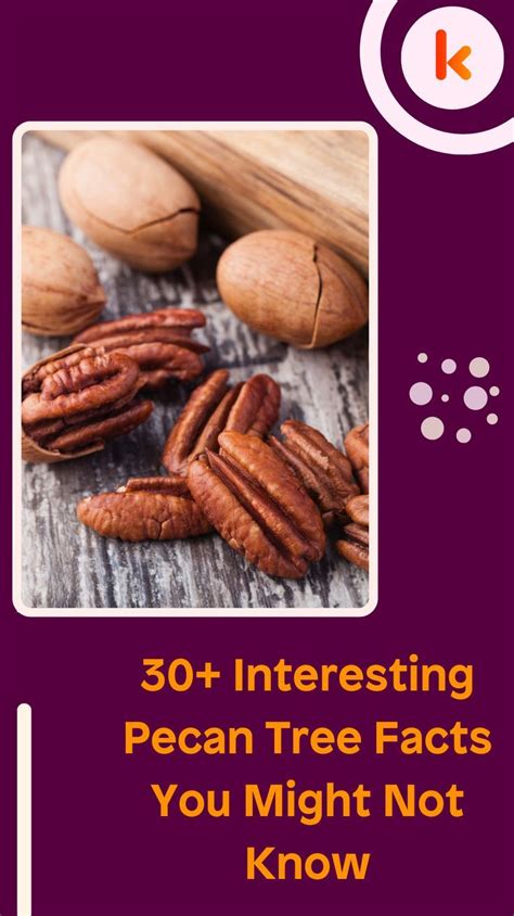 Pin on 30+ Interesting Pecan Tree Facts