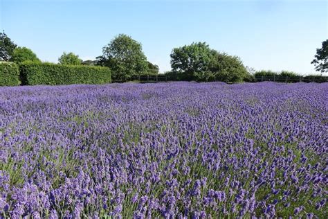 Norfolk Lavender - Wells Guide