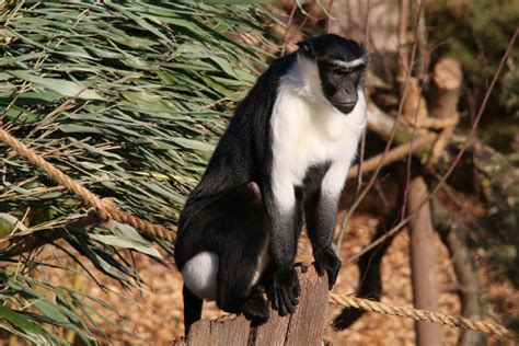 Roloway Monkeys at Yorkshire Wildlife Park