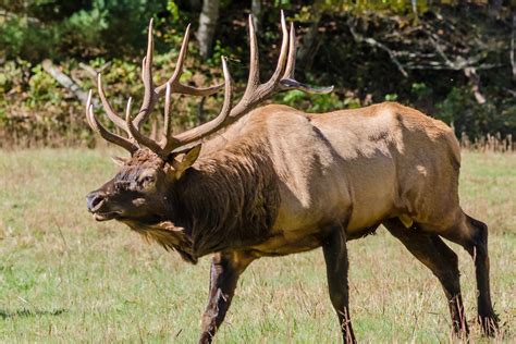 Latest News — Tennessee Wildlife Resources Foundation