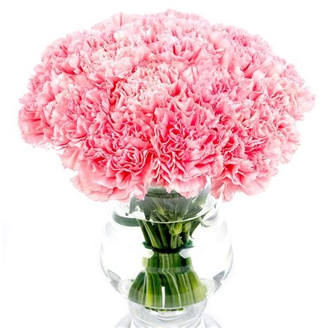 Carnations - Pink |Send Carnations Nationwide | Flowers by Flourish