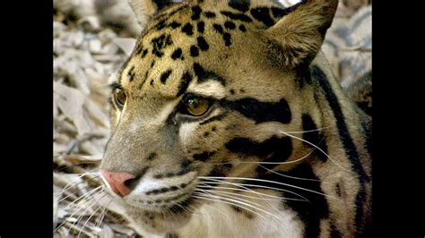 Clouded Leopard - Facts and Figures - YouTube