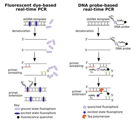 Rt Pcr Principle