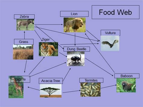 FoodWeb : Biological Science Picture Directory – Pulpbits.net