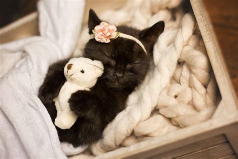 Kitten "Newborn" Photo Shoots That Will Melt Your Heart – Meowingtons