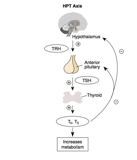 File:HPT axis.jpg - Embryology