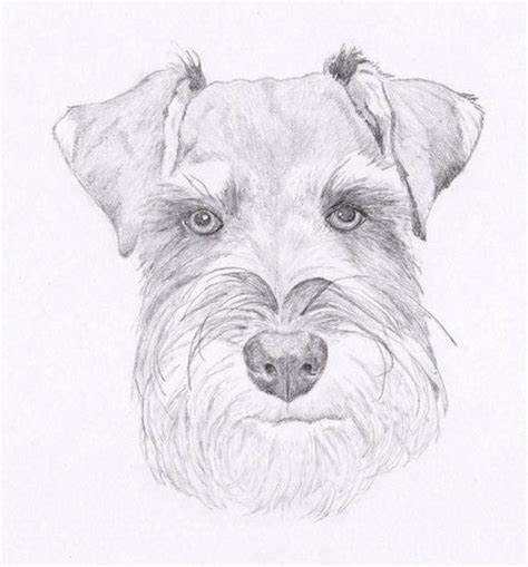 Schnauzer Signed Personalized Original Pencil Drawing Matted Print free ...